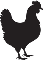 rooster isolated on white background