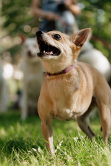 small dog with disability stands on green lawn, a pet without front paw. amputation of limbs, rehabilitation of pets, and care of a dog. happy animals with their owner in park, training 