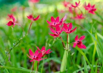 A beautifully pink flowerhead of the False Freesia