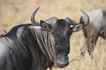 Serengeti wildebeest migration