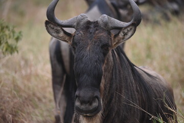 wildebeest in Serengeti
