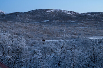 Moose lying in  field in front of hills in Alaska