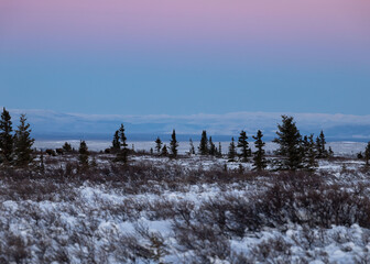 Bright pink sky over snowy field with moose