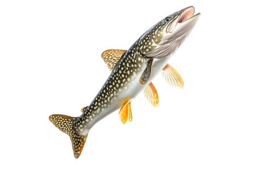 Naklejka premium Detailed northern pike fish with spotted scales, fins and sharp jaw isolated on white transparent background