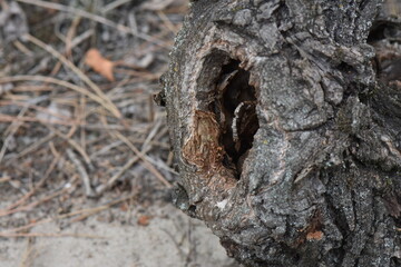 A close up view of an old tree with a hole in it