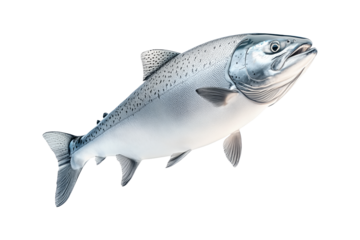 Silver salmon fish with fine details, textured scales and fins isolated on white transparent background.