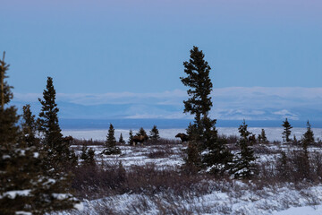 Five moose in a snowy Alaskan field