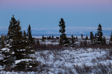 Five moose in a snowy Alaskan field