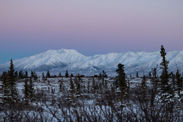 Several moose in snowy field with trees under pink sky