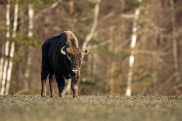 European bison - Bison bonasus in the Knyszyn Forest (Poland)