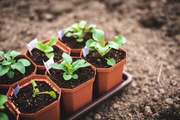 Young petunia seedlings in pots on the ground. Top view with copy space.Concept of growing flowers at home.