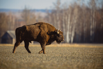 European bison - Bison bonasus in the Knyszyn Forest (Poland)
