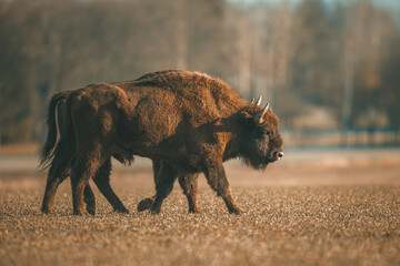 European bison - Bison bonasus in the Knyszyn Forest (Poland)
