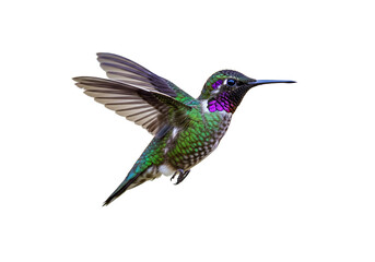 Fototapeta premium colorful hummingbird isolated on a transparent background
