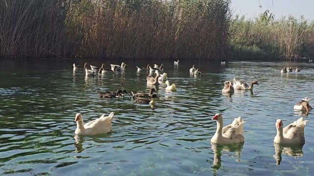 Azmak river with ducks swimming in crystal clear flowing water. Azmak river is in popular touristic destination of Akyaka town in Mugla, Turkey