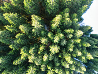Aerial view of a green fir forest and snow in the winter