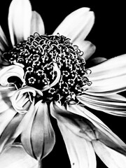 black and white © Joanna