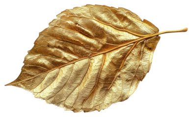 PNG Golden leaf isolated white background
