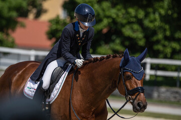 A Lipizzaner during a tournament. Lippizan is a European breed of riding horse developed in the...