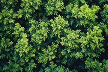 Fototapeta premium Closeup of Cryptomeria Japonica Branches: A Lush Display of Evergreen Foliage in a Serene Garden Environment