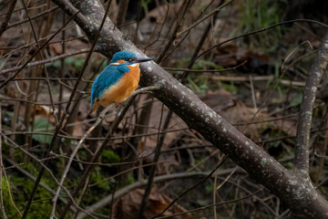 There is a Common Kingfisher on the branch.