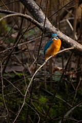 There is a Common Kingfisher on the branch.