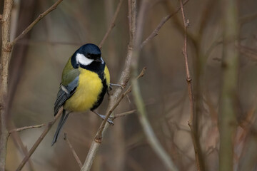 Fototapeta premium sunny winter day in garden Eurasian blue tit