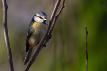Fototapeta premium Cute and tiny Eurasian blue tit on winter sun.