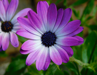 Fototapeta premium Dimorphotheca pluvialis purple flower in a garden