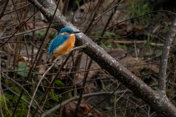Kingfisher on a branch in its natural habitat.