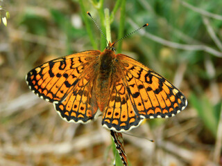 orange buterfly in wild nature