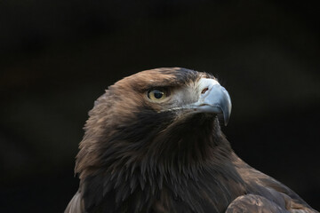 Big Bird Eastern imperial eagle (Aquila heliaca)