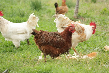 Gallinas comiendo en el campo en libertad
