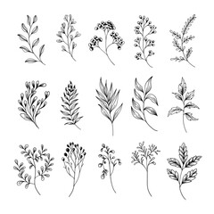 A collection of hand-drawn botanical elements with intricate floral details. Suitable for digital art, fabric prints, greeting cards, and branding.