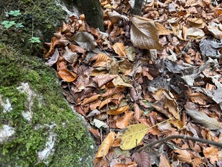 autumn leaves on the ground