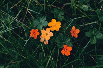 Colorful flowers blooming in a lush green meadow during a sunny day