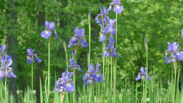 High Purple Large cultivated dwarf iris Mikey germanica growing garden Sunny day. Slow wind move. Concept of calm, serenity. Violet very peri color Summer flowers green blurred closeup. Lot of irises