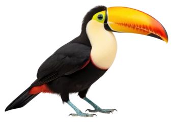 Fototapete PNG Toco Toucan toucan animal beak. © Rawpixel.com