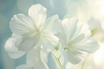 Obraz premium Stunning White Geranium Blooms: Vibrant Closeup from a Balcony Garden