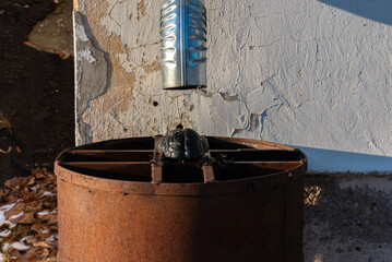 A rusty barrel catching water from a metal downspout against a weathered wall, surrounded by fallen...