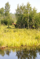 Moose behind trees near water on a bright, sunny spring day near Bolio Lake in interior Alaska.