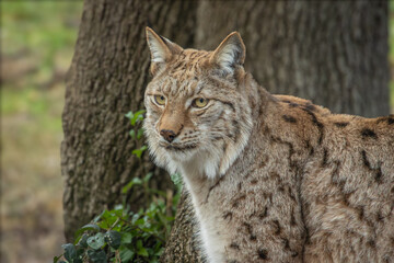Fototapeta premium lynx, en gros plan, couché dans l'herbe.