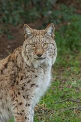 Fototapeta premium lynx, en gros plan, couché dans l'herbe.