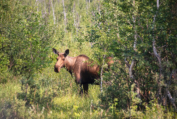 Female moose standing in green trees and plants on a sunny spring day near Delta Junction, Alaska.