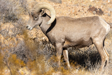 Desert Bighorn Sheep Ram in the Valley of Fire state Park Nevada