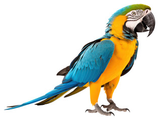 Fototapeta premium PNG Animal parrot yellow macaw.