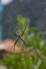 Close up of striped tiger spider on the web in a meadow against the background of green plants, the photo is taken in a small village in the north of the Portuguese island of Madeira