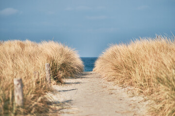 Grass at the Baltic Sea coast in Germany. High quality photo