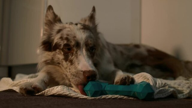 A young spotted dog is lying on a blanket on the floor of the house and there is a frozen pate in a special toy bone. Red merle border collie relaxes while licking soft food