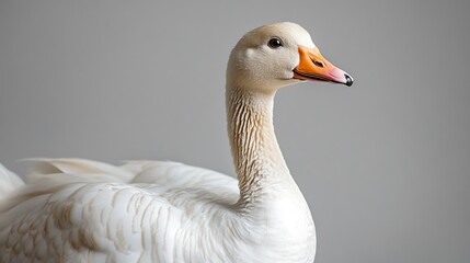 Obraz premium a duck on white background 